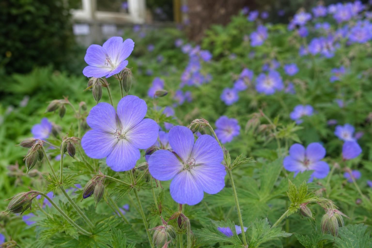 Geranium - ‘Johnson's Blue’ (Hardy Geranium) – perennial garden photograph 4