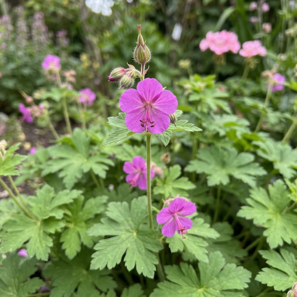 Geranium macrorrhizum (Big-Root Cranesbill) – perennial garden photograph 2