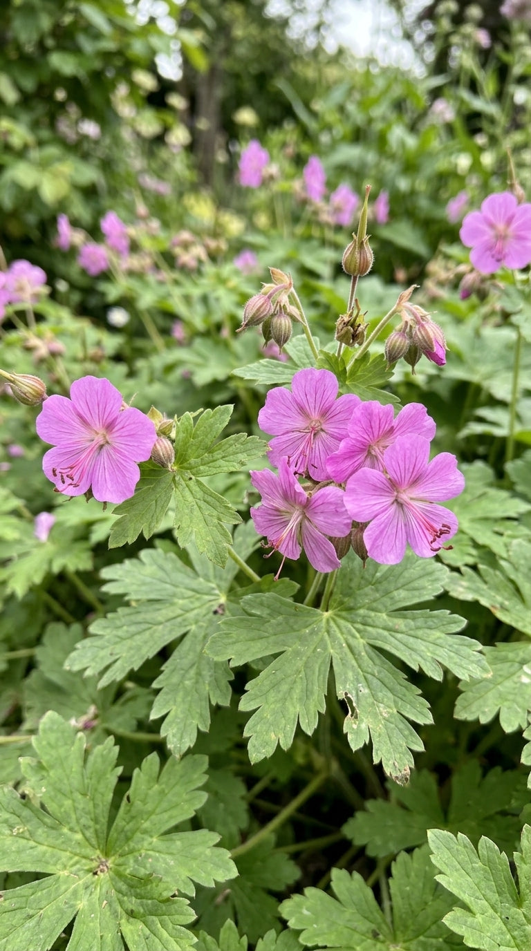 Geranium macrorrhizum (Big-Root Cranesbill) – perennial garden photograph 3