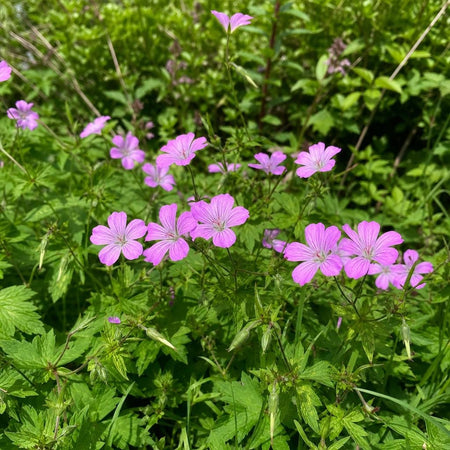 Geranium nodosum (Knotted Cranesbill) – perennial garden photograph 1