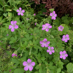 Geranium nodosum (Knotted Cranesbill) – perennial garden photograph 2