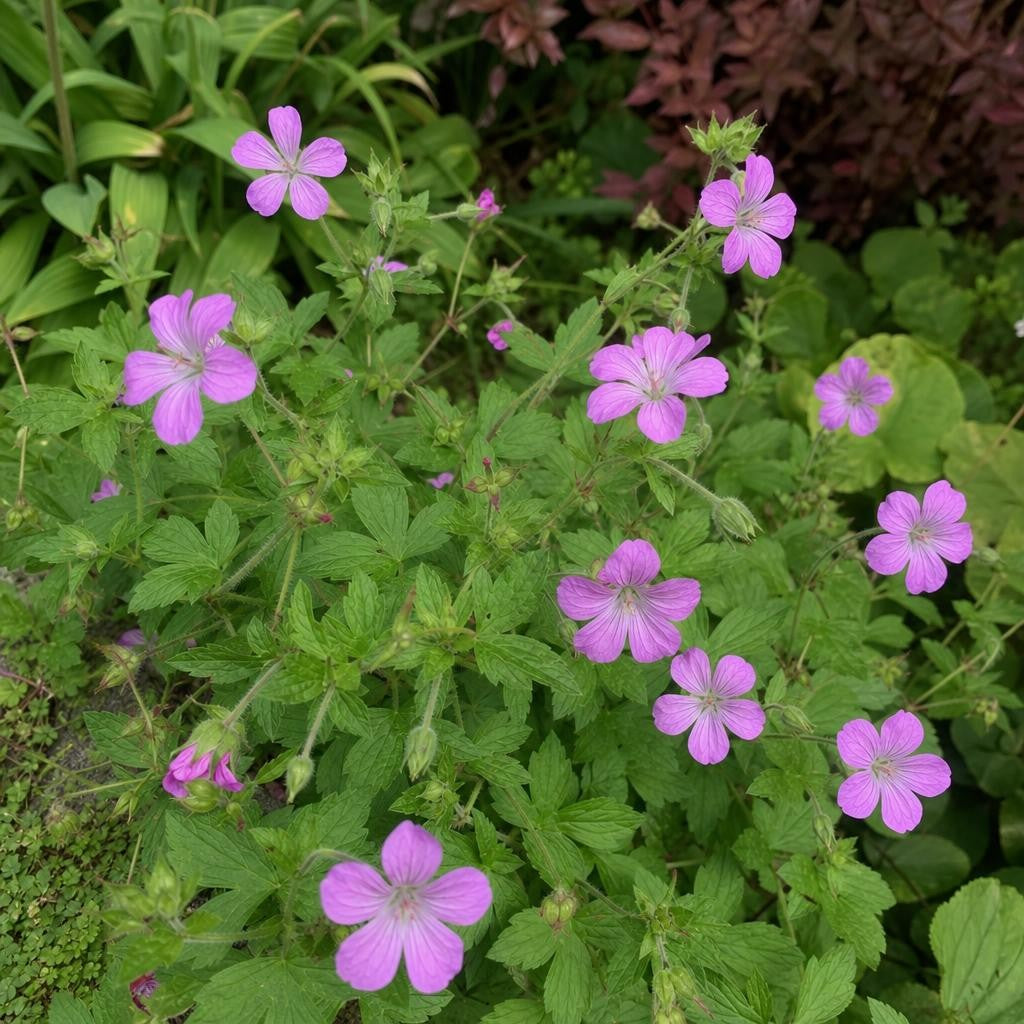 Geranium nodosum (Knotted Cranesbill) – perennial garden photograph 2