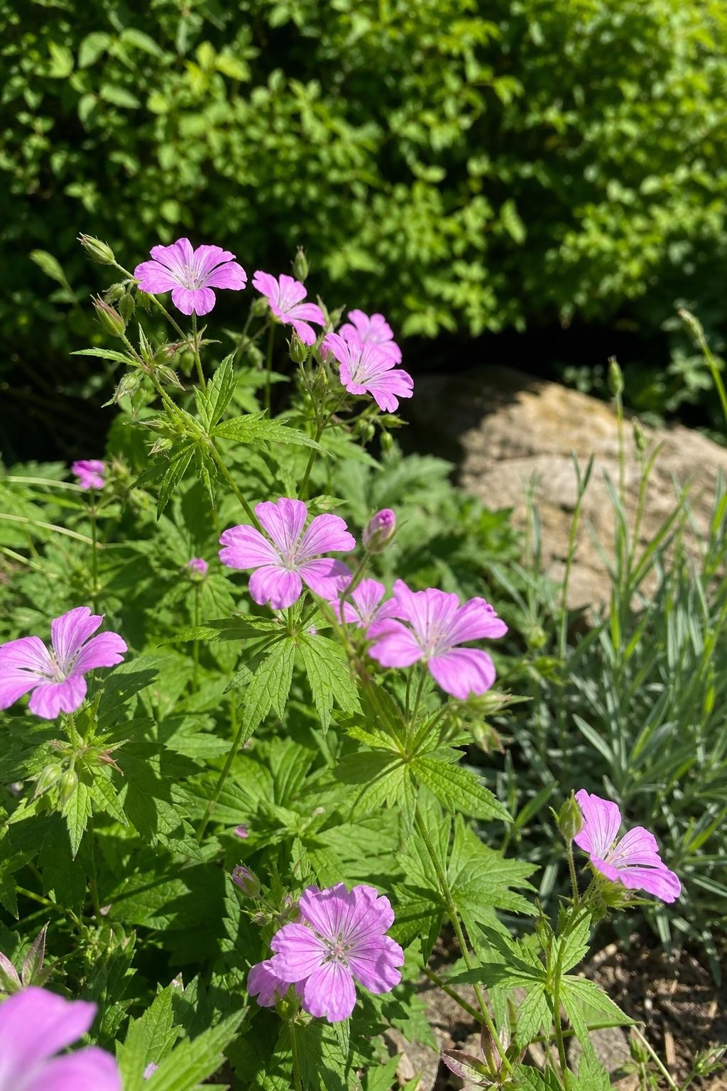 Geranium nodosum (Knotted Cranesbill) – perennial garden photograph 3