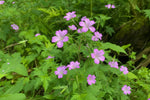 Geranium nodosum (Knotted Cranesbill) – perennial garden photograph 4