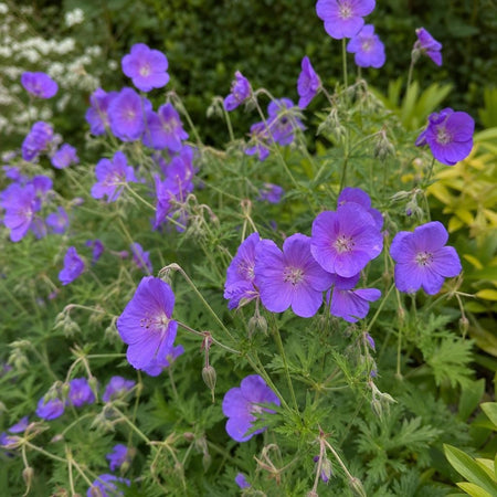 Geranium - ‘Orion’ (Hardy Geranium) – perennial garden photograph 1