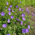 Geranium - ‘Orion’ (Hardy Geranium) – perennial garden photograph 2