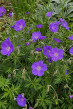 Geranium - ‘Orion’ (Hardy Geranium) – perennial garden photograph 3
