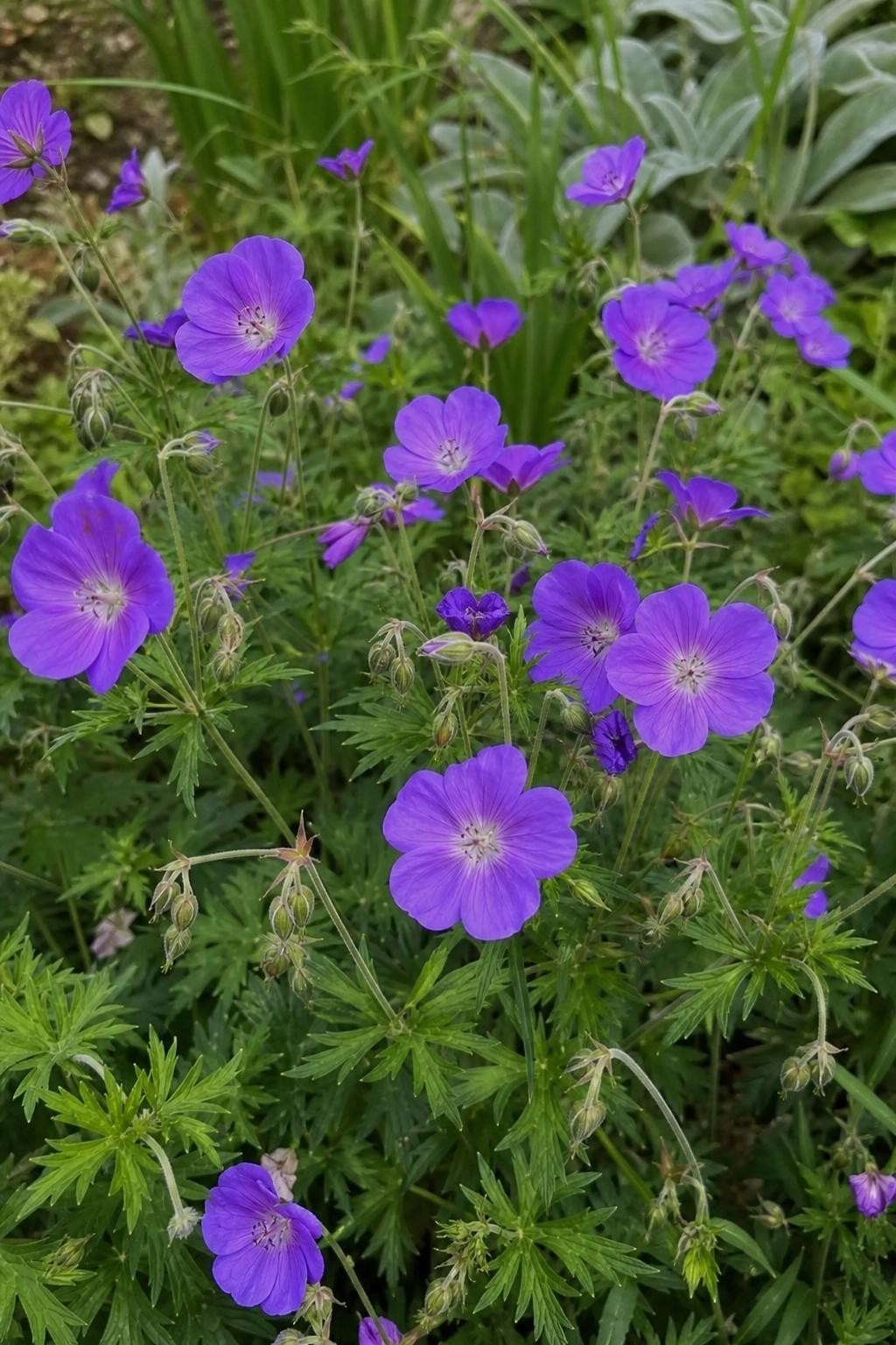 Geranium - ‘Orion’ (Hardy Geranium) – perennial garden photograph 3