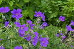 Geranium - ‘Orion’ (Hardy Geranium) – perennial garden photograph 4