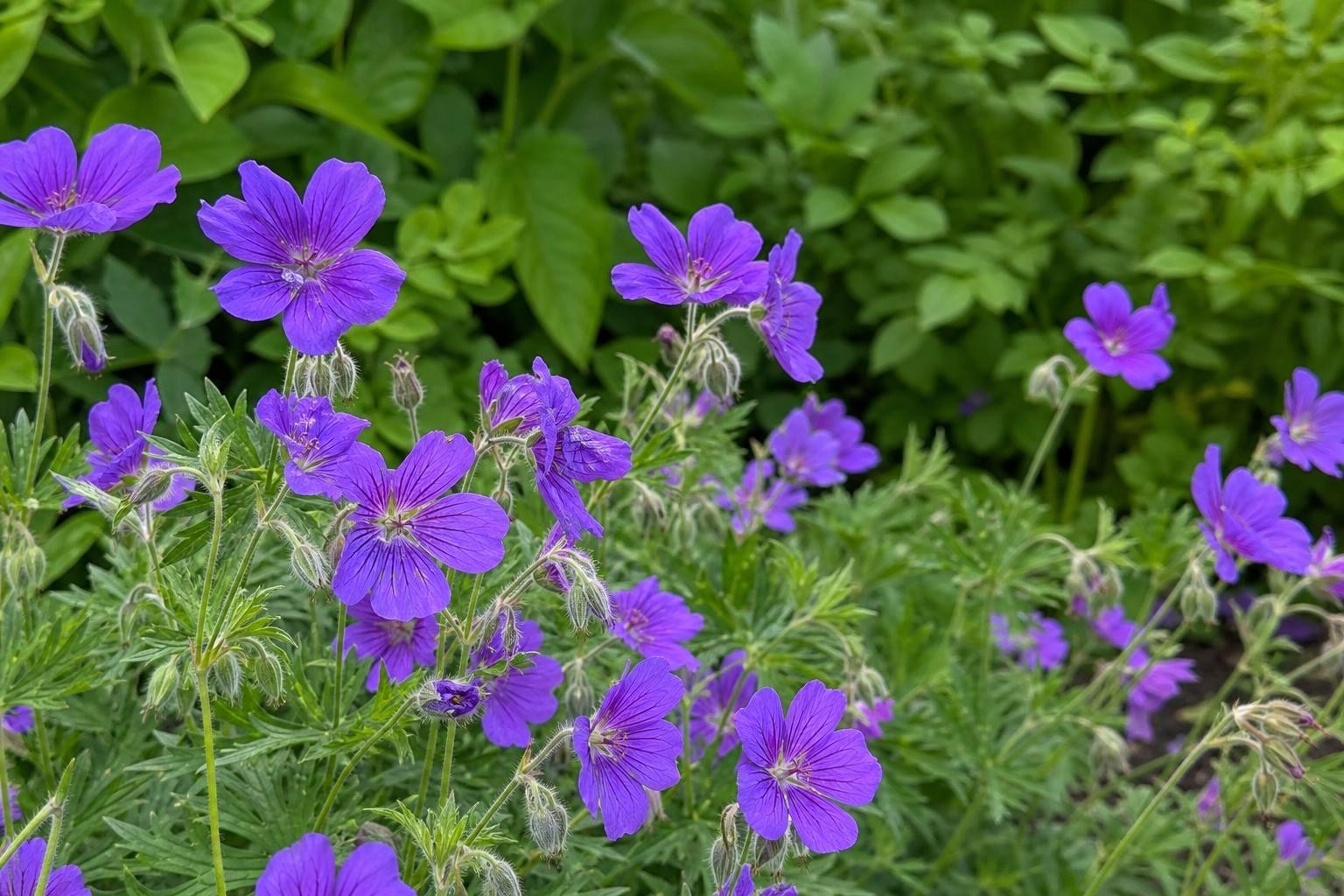 Geranium - ‘Orion’ (Hardy Geranium) – perennial garden photograph 4