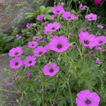 Geranium - ‘Patricia’ (Hardy Geranium) – perennial garden photograph 1
