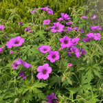 Geranium - ‘Patricia’ (Hardy Geranium) – perennial garden photograph 2