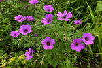 Geranium - ‘Patricia’ (Hardy Geranium) – perennial garden photograph 4