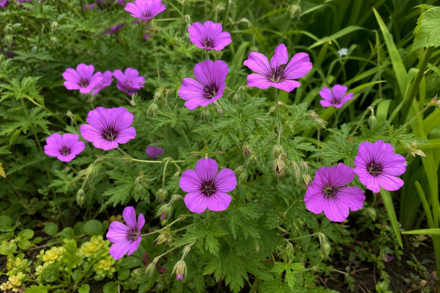 Geranium - ‘Patricia’ (Hardy Geranium) – perennial garden photograph 4