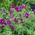 Geranium phaeum (Dusky Cranesbill) – perennial garden photograph 2