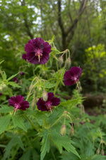Geranium phaeum (Dusky Cranesbill) – perennial garden photograph 3