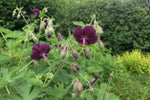 Geranium phaeum (Dusky Cranesbill) – perennial garden photograph 4