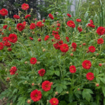 Geum - ‘Firestarter’ (Avens) – perennial garden photograph 2