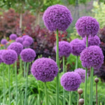 Allium 'Giganteum' - Harding & Bloom