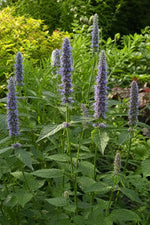 Agastache - ‘Blue Fortune’ (Giant Hyssop) – perennial garden photograph 3