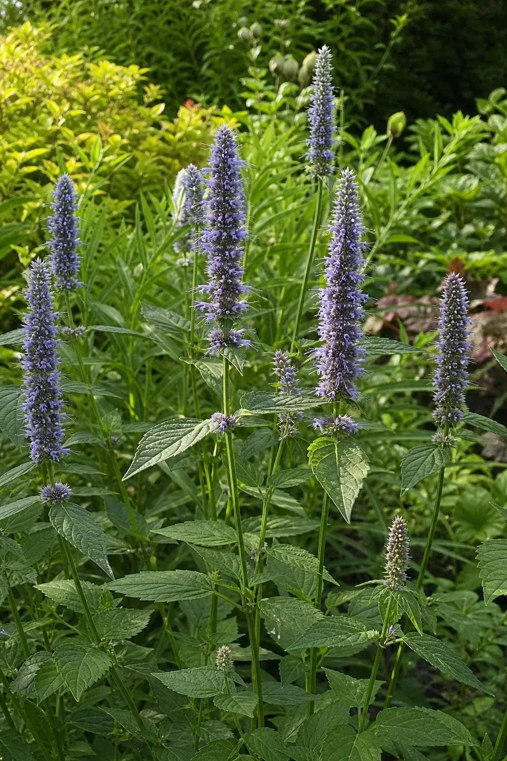 Agastache - ‘Blue Fortune’ (Giant Hyssop) – perennial garden photograph 3