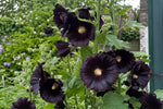 Alcea rosea - ‘Nigra’ (Hollyhock) – perennial garden photograph 4