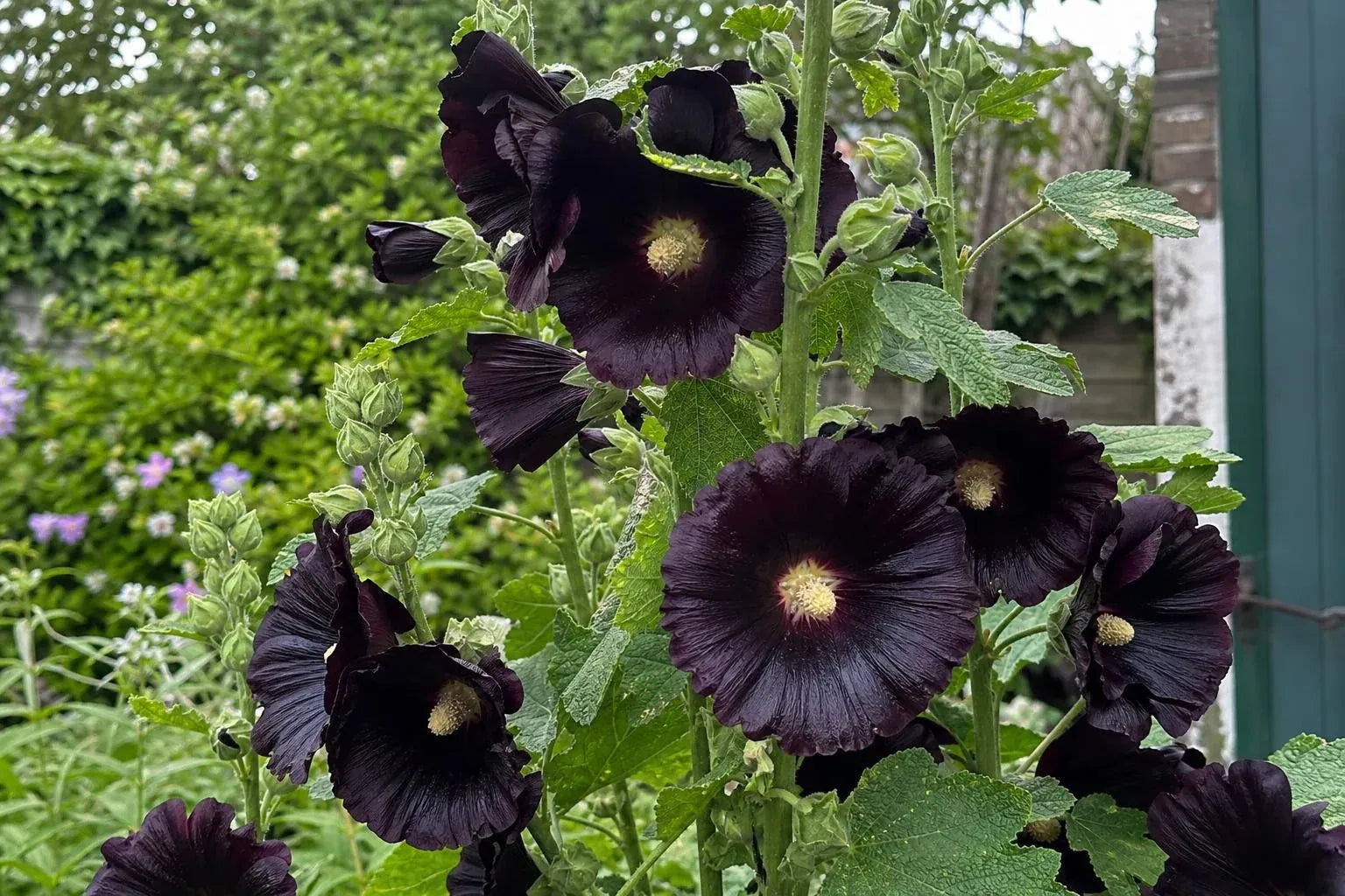 Alcea rosea - ‘Nigra’ (Hollyhock) – perennial garden photograph 4