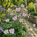 Anemone × hybrida 'September Charm' (Japanese anemone) – anemone corms, product photo 3 (Harding & Bloom)
