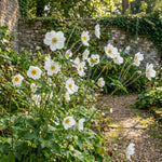 Anemone × hybrida 'Honorine Jobert' (Japanese anemone) – anemone corms, product photo 3 (Harding & Bloom)