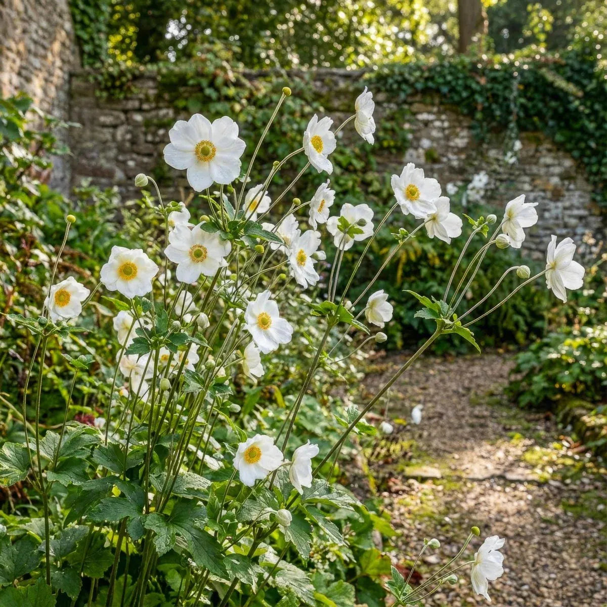 Anemone × hybrida 'Honorine Jobert' (Japanese anemone) – anemone corms, product photo 3 (Harding & Bloom)