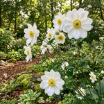 Anemone × hybrida 'Whirlwind' (Japanese anemone) – anemone corms, product photo 6 (Harding & Bloom)