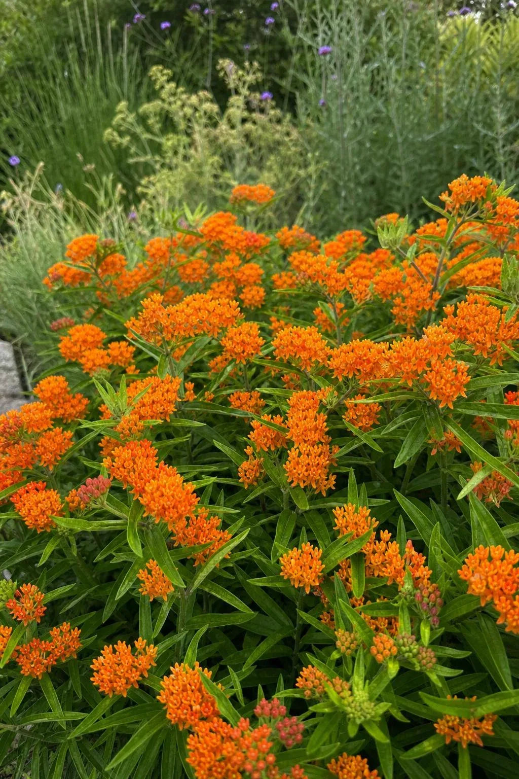 Asclepias tuberosa (Milkweed) – perennial garden photograph 3