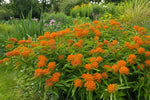 Asclepias tuberosa (Milkweed) – perennial garden photograph 4