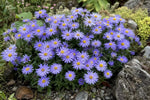Aster alpinus – perennial garden photograph 4
