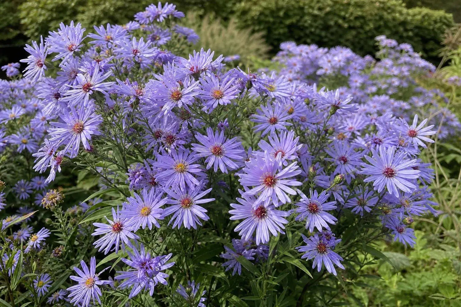 Aster - ‘Little Carlow’ – perennial garden photograph 4