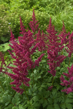 Astilbe × arendsii - ‘Fanal’ – perennial garden photograph 3