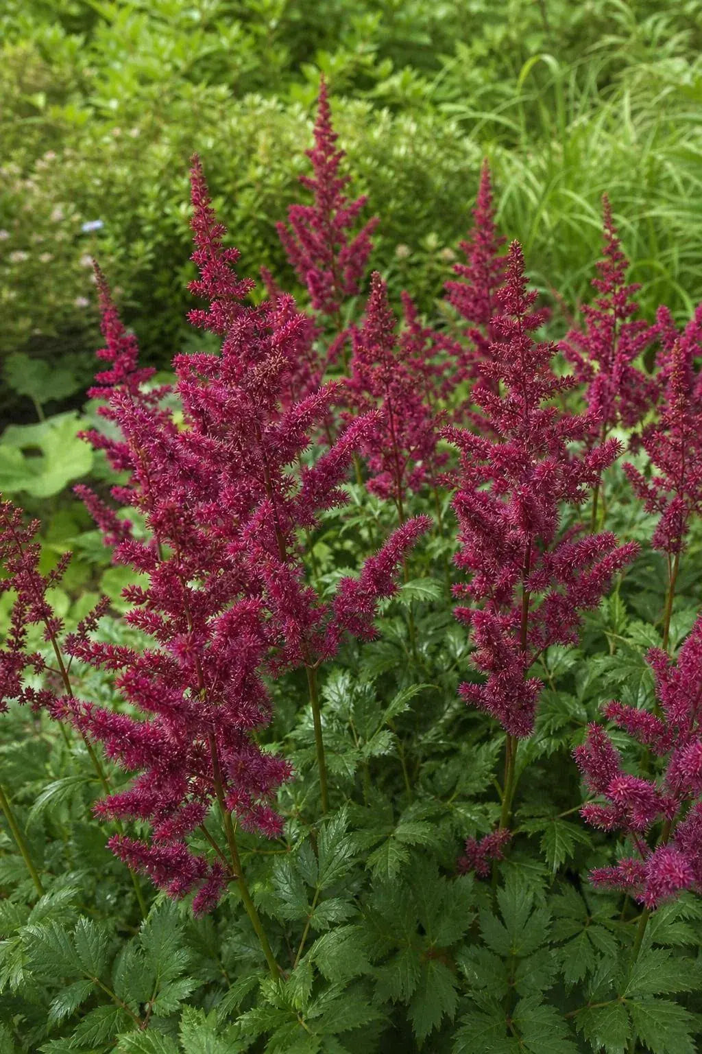 Astilbe × arendsii - ‘Fanal’ – perennial garden photograph 3