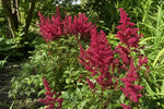 Astilbe × arendsii - ‘Fanal’ – perennial garden photograph 4