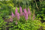 Astilbe chinensis - ‘Pumila’ – perennial garden photograph 4