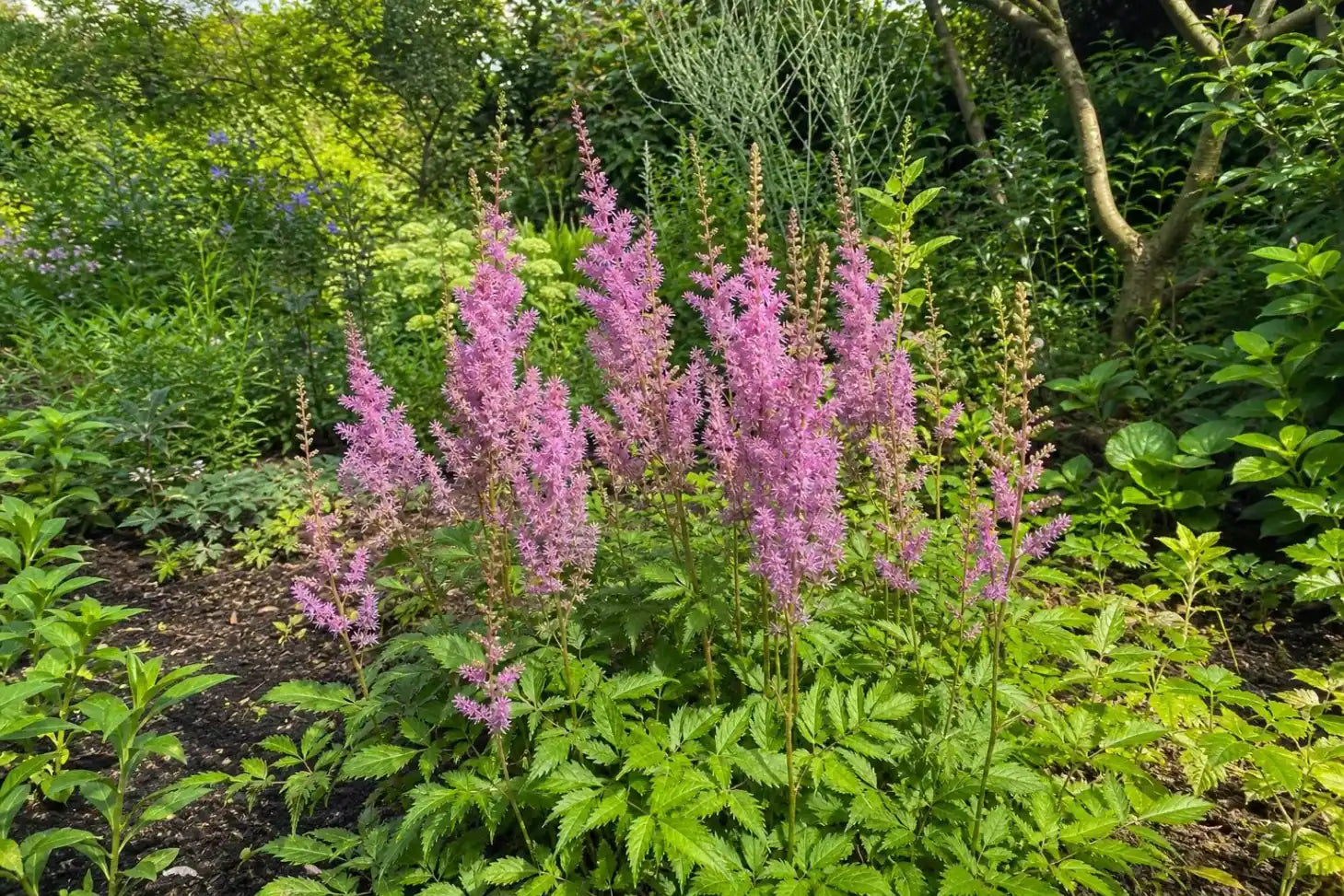 Astilbe chinensis - ‘Pumila’ – perennial garden photograph 4