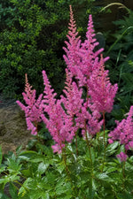 Astilbe - ‘Maggie Daley’ – perennial garden photograph 3