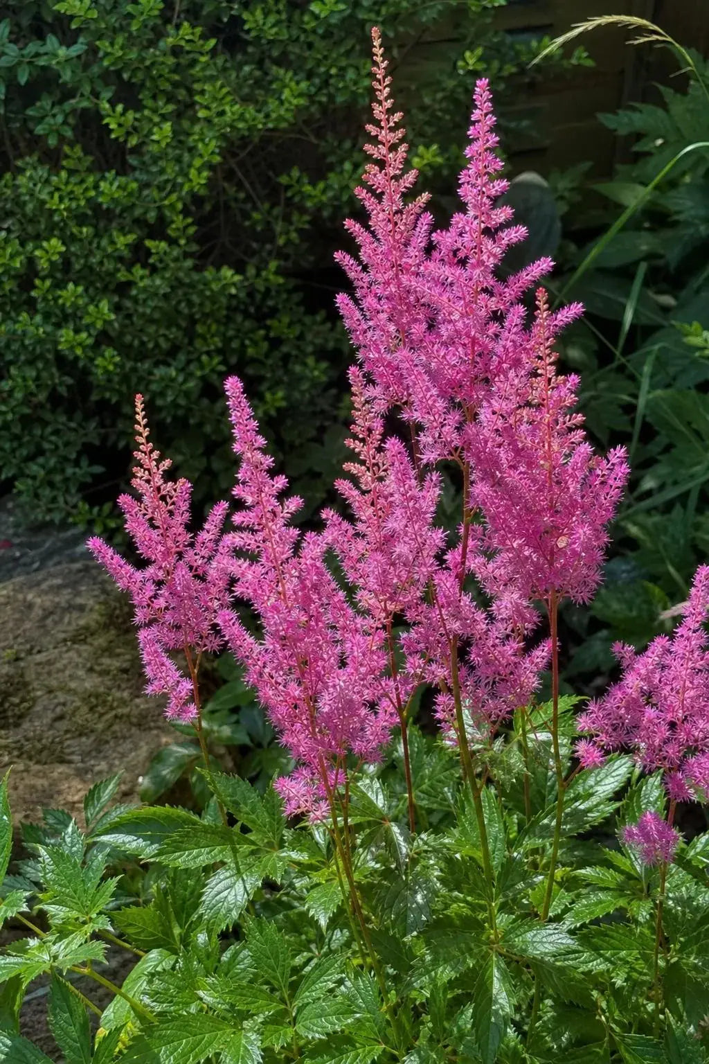 Astilbe - ‘Maggie Daley’ – perennial garden photograph 3