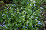 Brunnera macrophylla (Siberian Bugloss) – perennial garden photograph 4