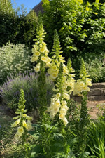 Digitalis grandiflora (Large Yellow Foxglove) – perennial garden photograph 3
