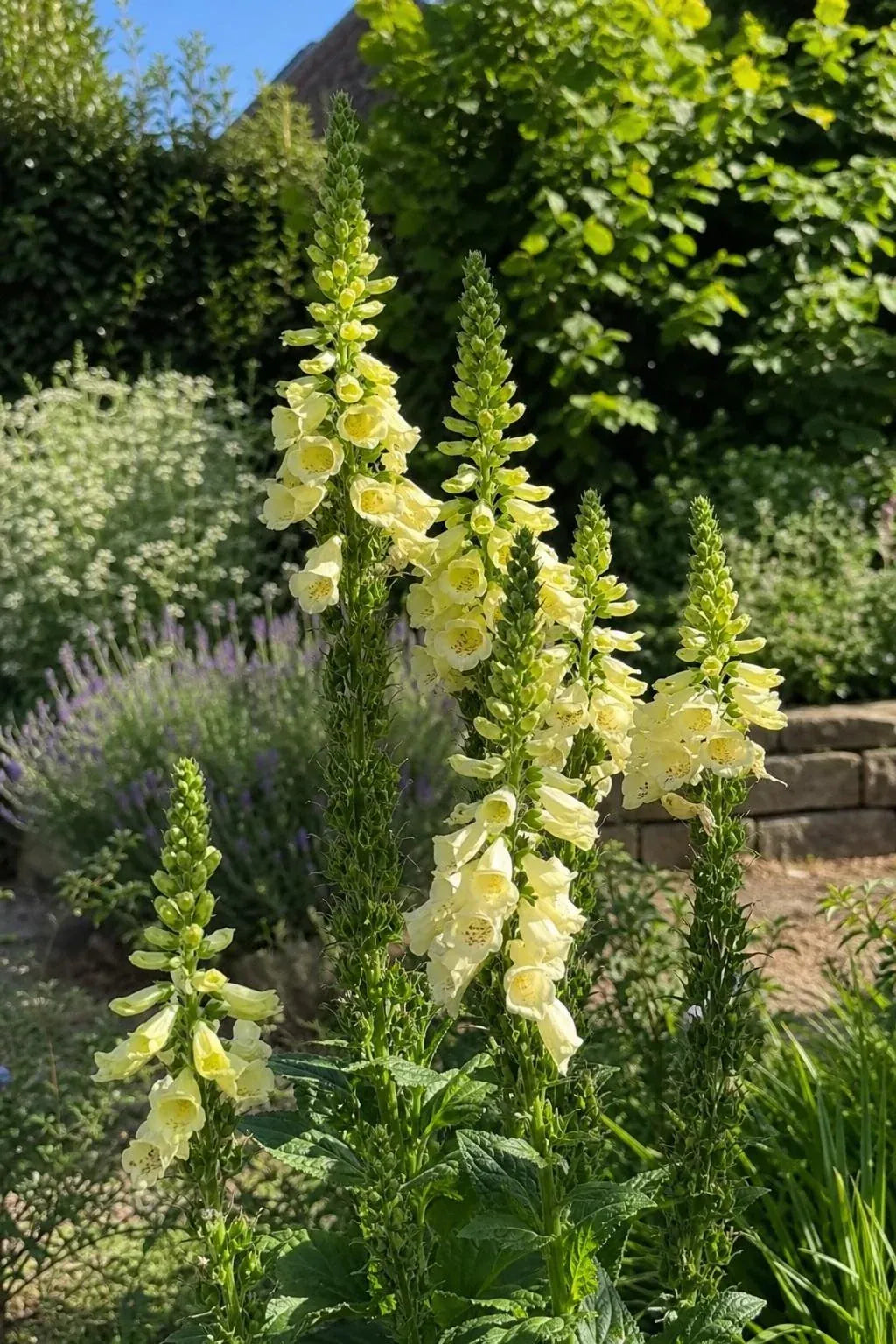 Digitalis grandiflora (Large Yellow Foxglove) – perennial garden photograph 3