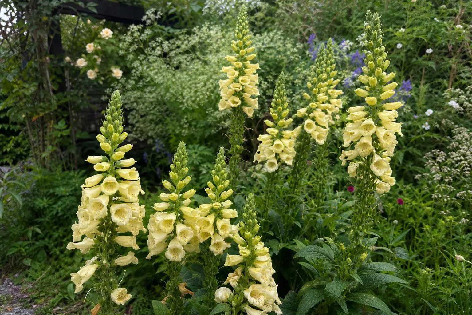 Digitalis grandiflora (Large Yellow Foxglove) – perennial garden photograph 4