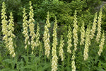 Digitalis lutea (Straw Foxglove) – perennial garden photograph 4
