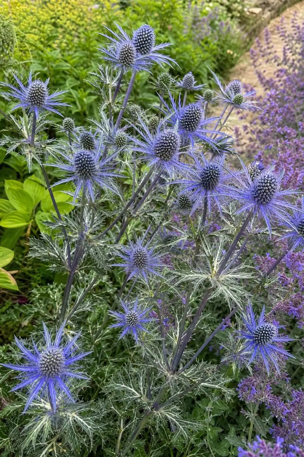 Eryngium planum (Sea Holly) – perennial garden photograph 3