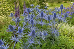 Eryngium planum (Sea Holly) – perennial garden photograph 4