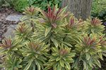Euphorbia - ‘Ascot Rainbow’ (Spurge) – perennial garden photograph 4